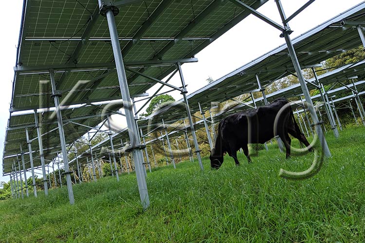 Can Solar Agriculture Improve the Modern Farming Industry?